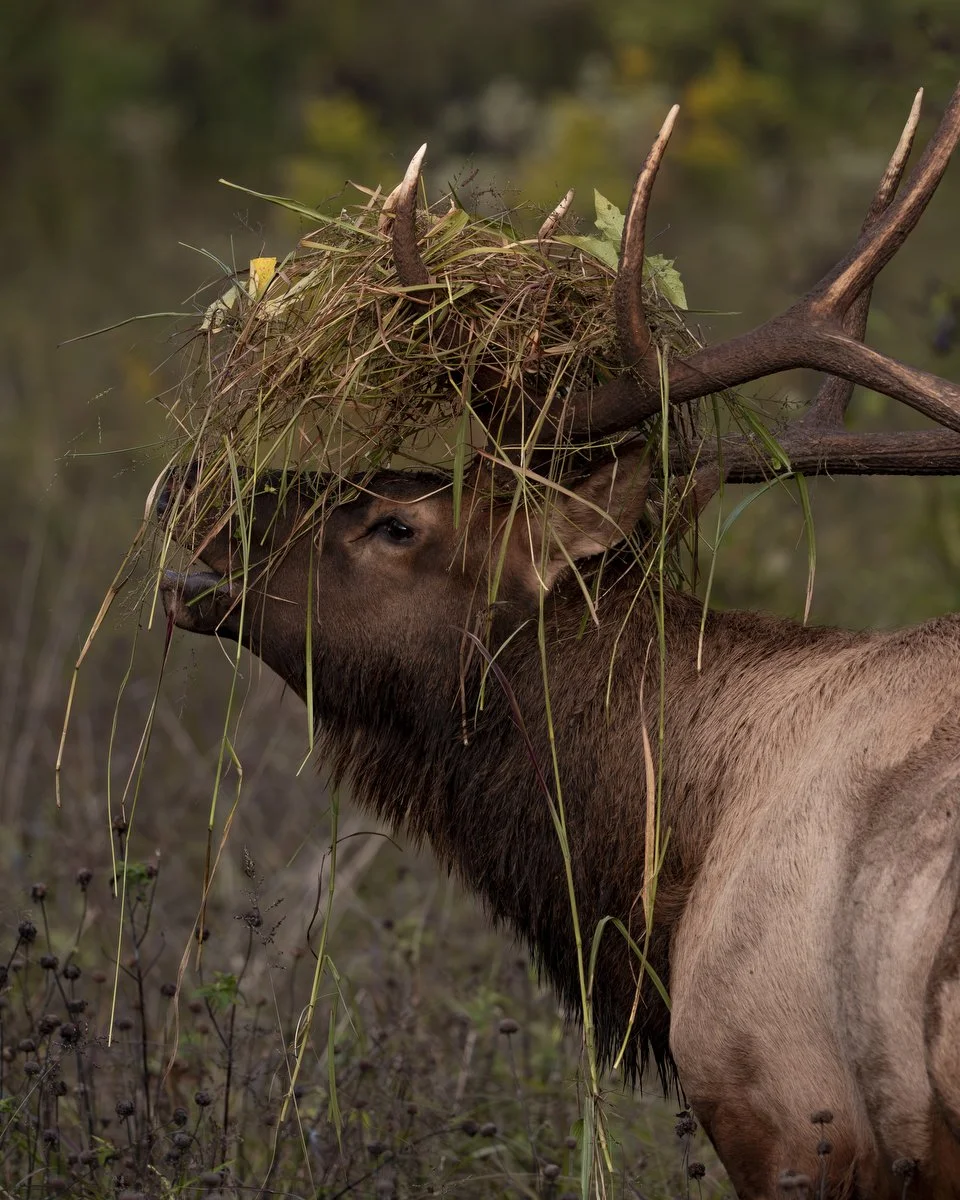 WNC-Elk-Viewing-2025 08.JPG