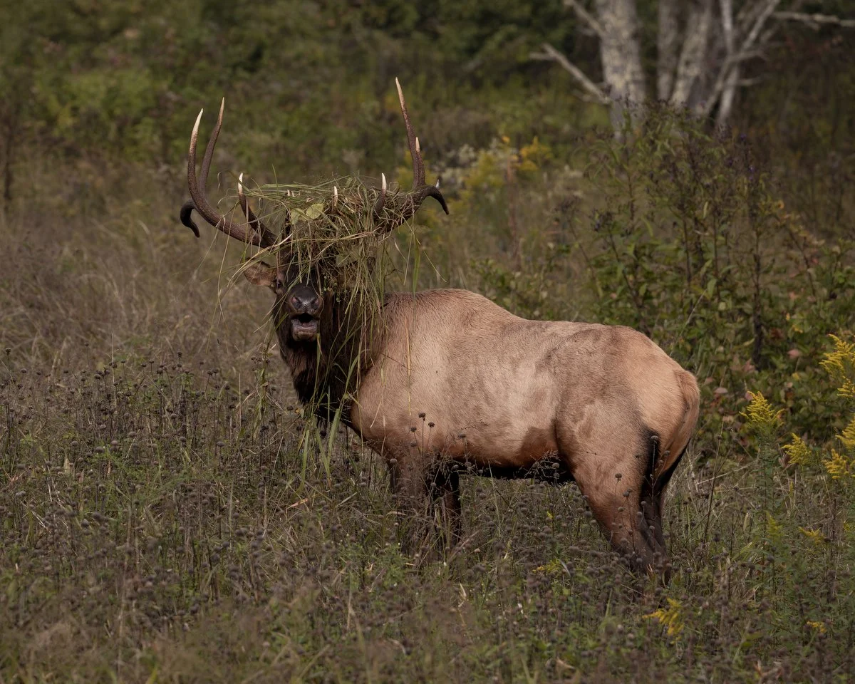 WNC-Elk-Viewing-2025 07.JPG