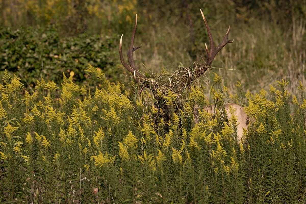  After a wallow, this bull elk picked up a crown of wildflowers, which he wore proudly. 