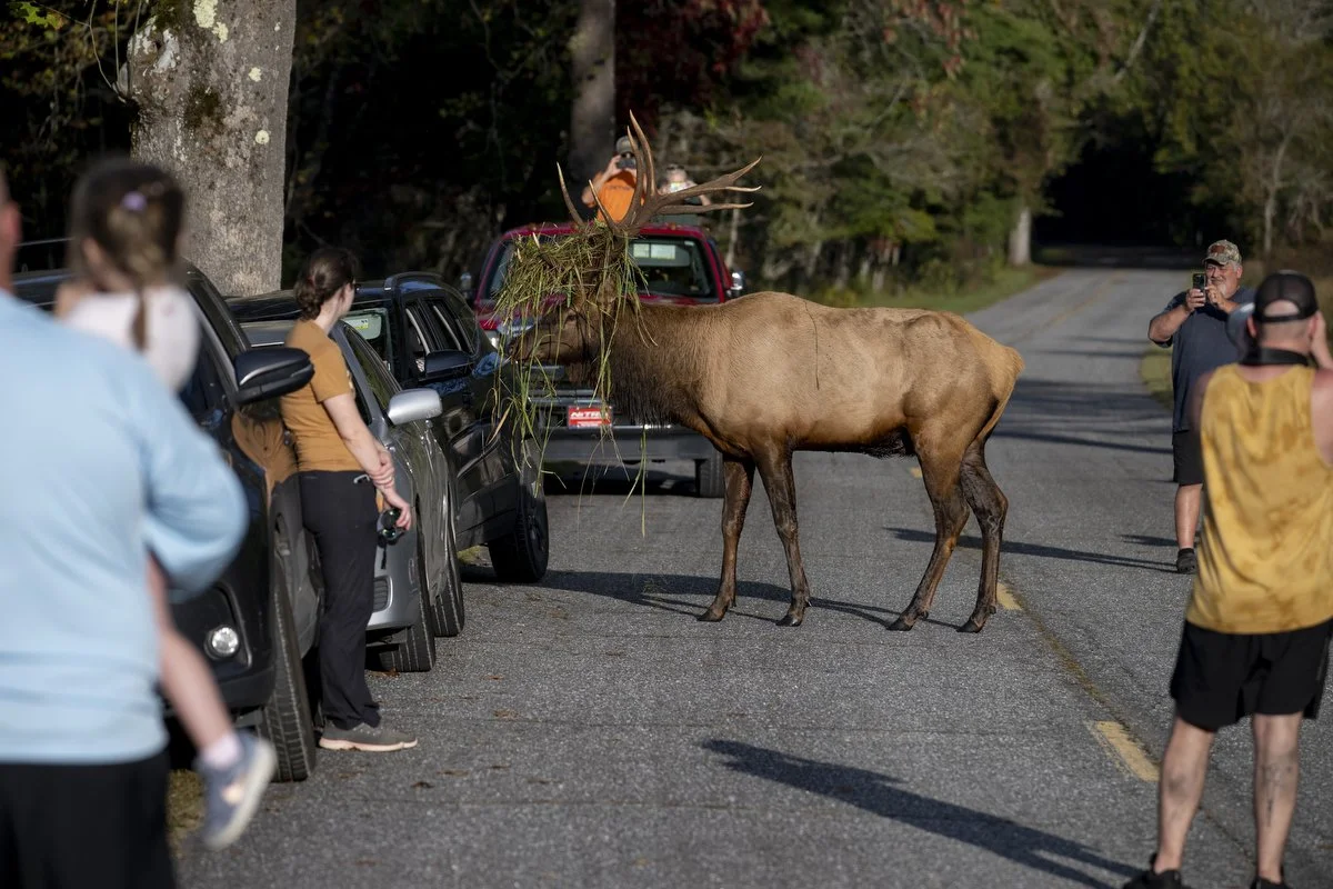  You should always stay 150 ft away from elk during rut. In this case, the bull approached the crowd moving between vehicles. If this happens, you should make an attempt to slowly back away. 