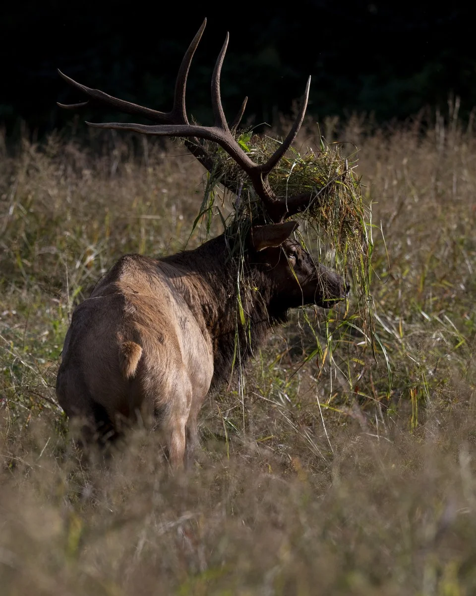 WNC-Elk-Viewing-2025 03.JPG