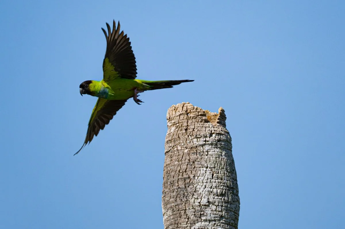 Time to take flight!