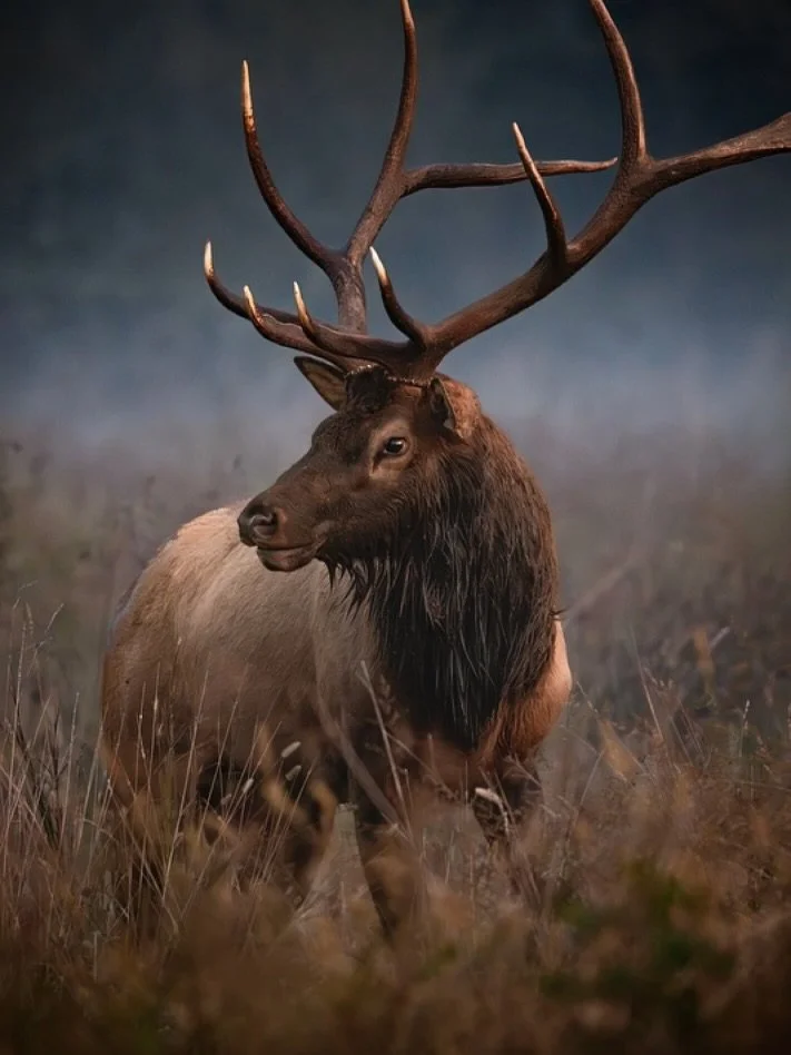 An epic bull out looking for a mate.

Great trip with my wife for our anniversary and had the opportunity to meet @coleslaw_aquaman and @todd_pearce_photography. Nothing beats meeting new people over a shared passion. Check out their shots of the elk