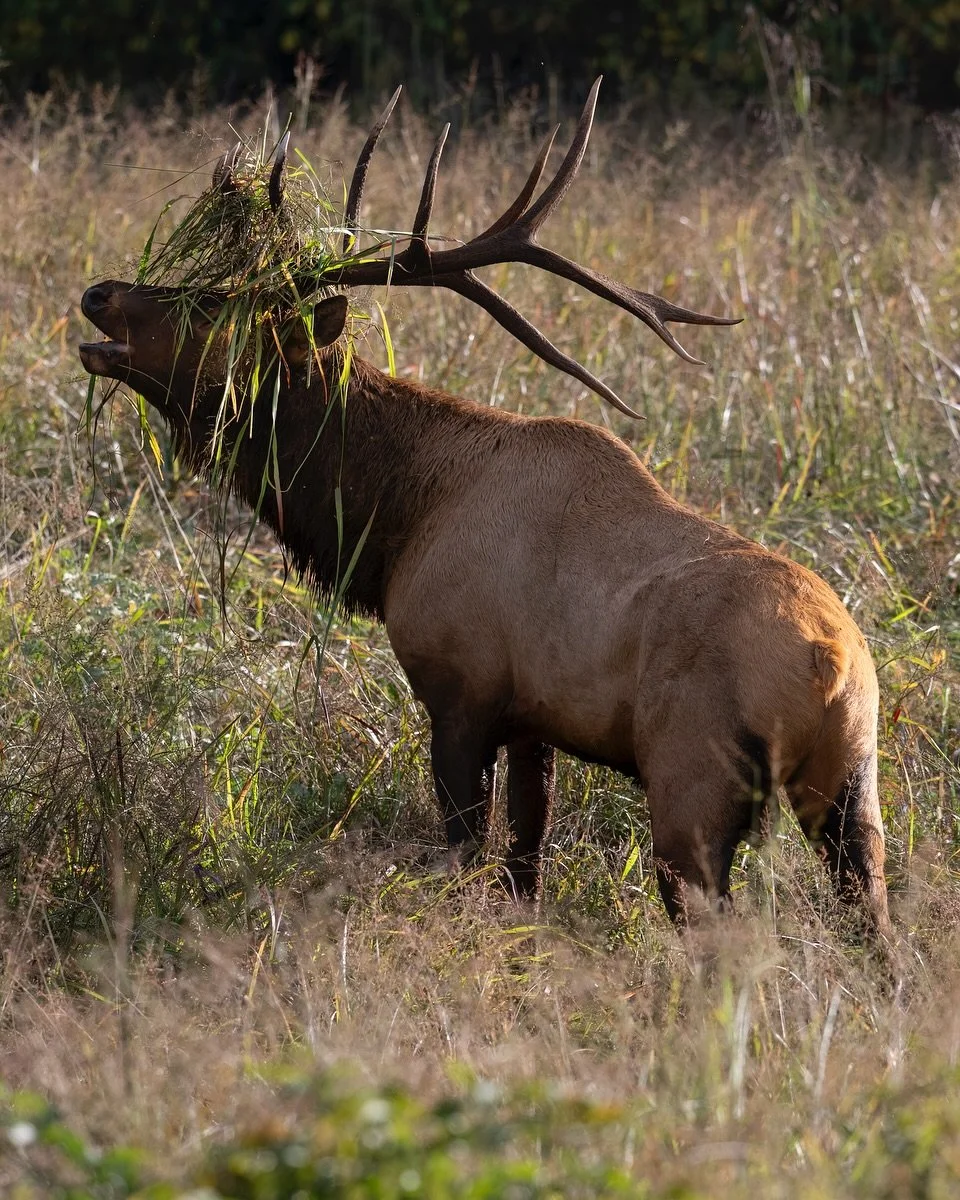 This bull collected some grass after wallowing to impress the nearby females. Despite his elaborate crown, he was still unable to attract a mate during our trip. I&rsquo;m hoping to sneak back out in a few weeks to see if his luck has changed.