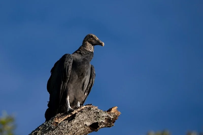 Vultures aren&rsquo;t really considered beautiful and don&rsquo;t get a lot of attention, but they are still awesome birds. Aside from being nature&rsquo;s cleaning crew, they&rsquo;re just really cool looking animals.

Vulture poop is also pretty in