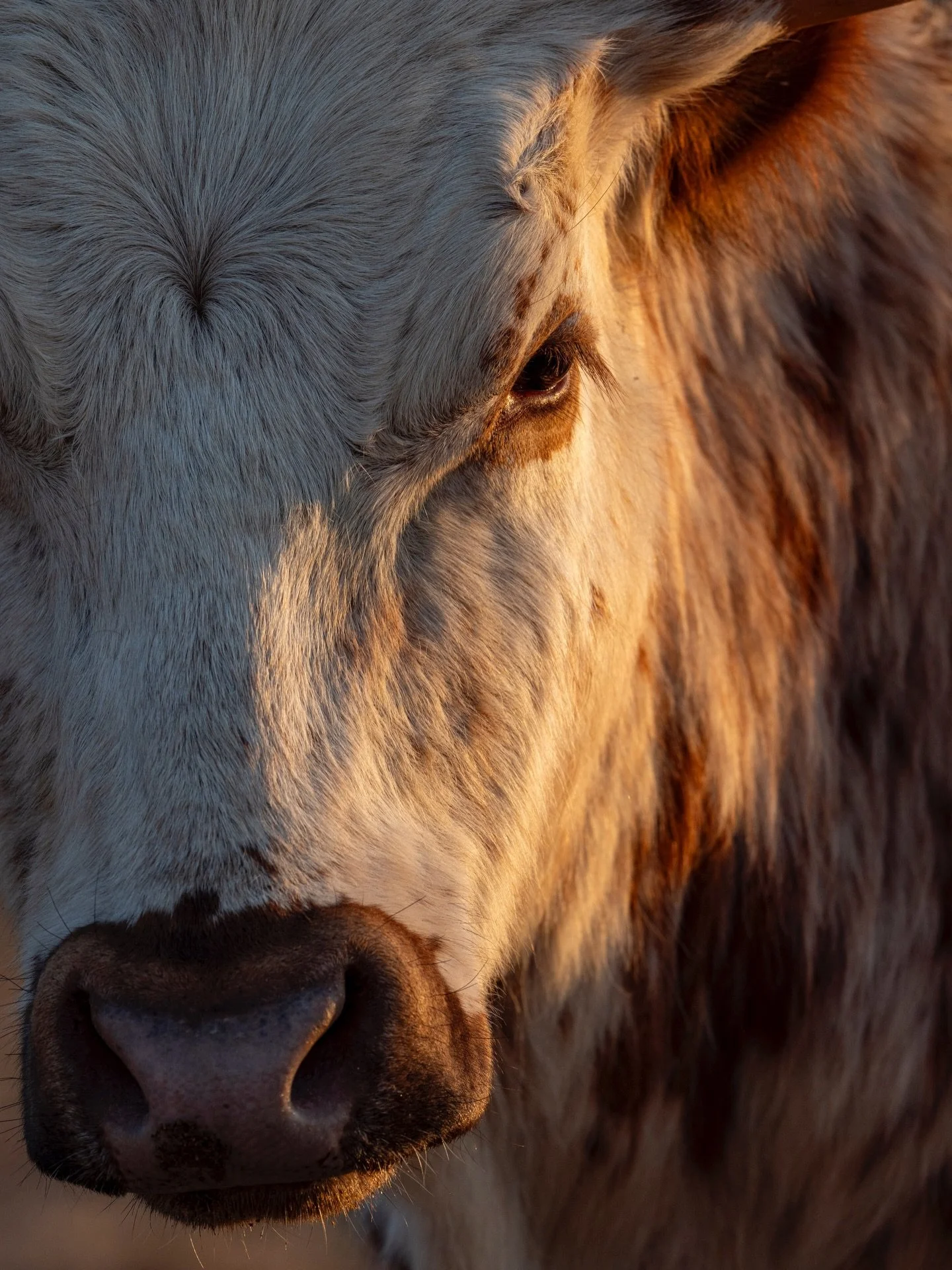 Not wild, but life nonetheless. I&rsquo;m on some travel projects and trying to shoot when I can, where I can. Taking the van out on this trip has been nice because I can stay at unconventional places like this cattle/horse ranch or the bee farm I&rs