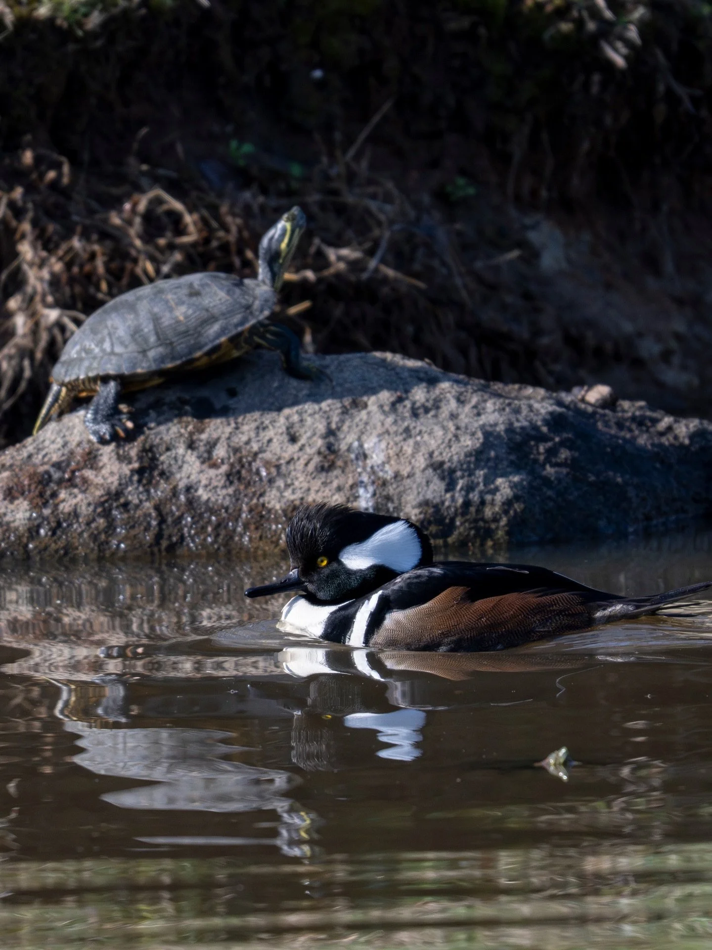 Photos from a little walk this morning testing some things for a n overnight eagle trip with Conor tomorrow. Hoping to have some cool eagle photos soon!