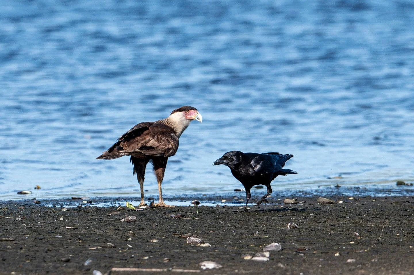 One of the coolest interactions I&rsquo;ve had so far was when this crested caracara was eating and suddenly a cheeky crow appeared. The crow was harassing the caracara for a few minutes when suddenly it started plucking at the caracara&rsquo;s tail 