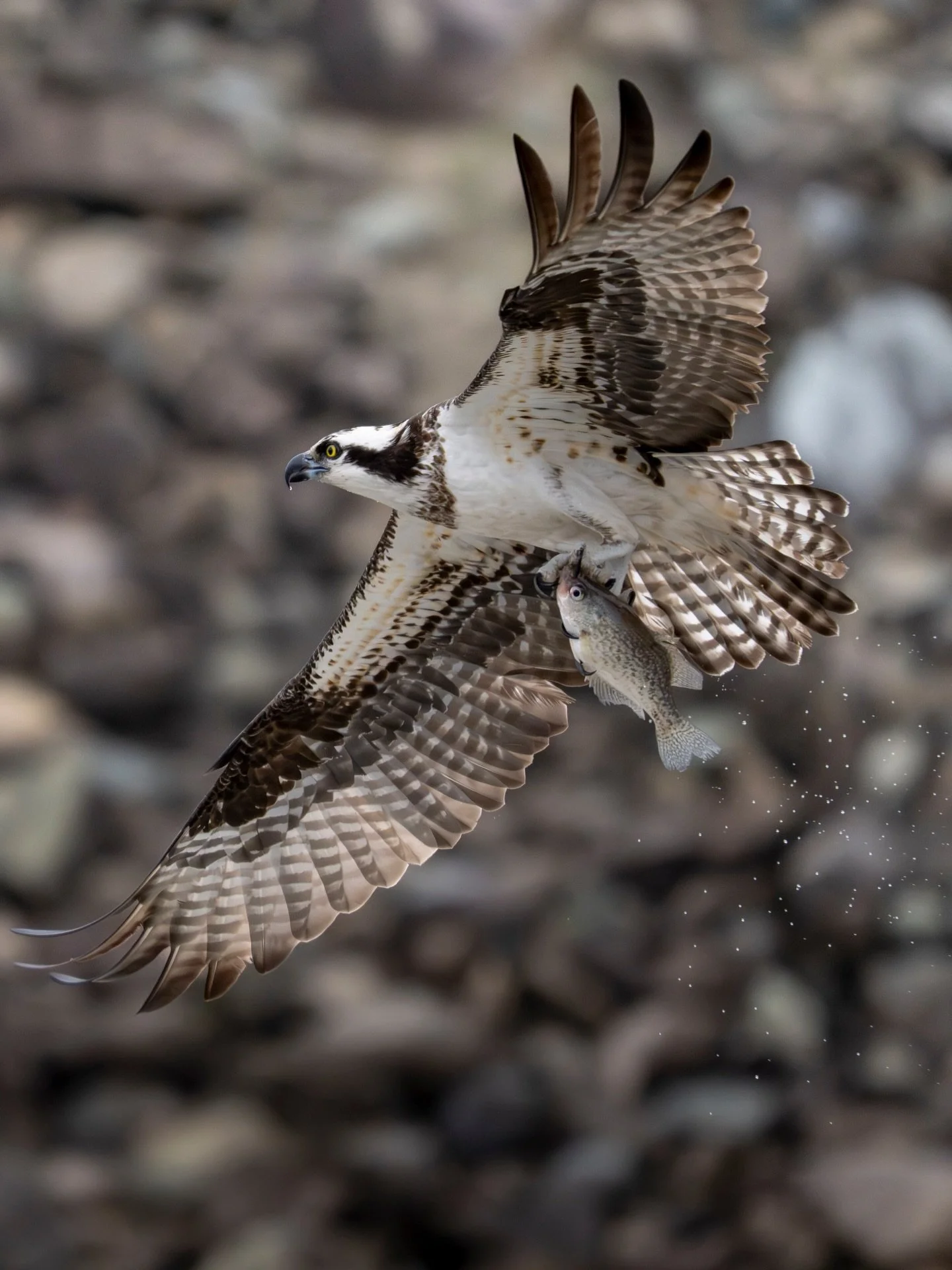 Was looking for eagles, ended up with a cool osprey shot. It was circling for a bit looking for the right fish, after dropping the first one it finally caught a meal.