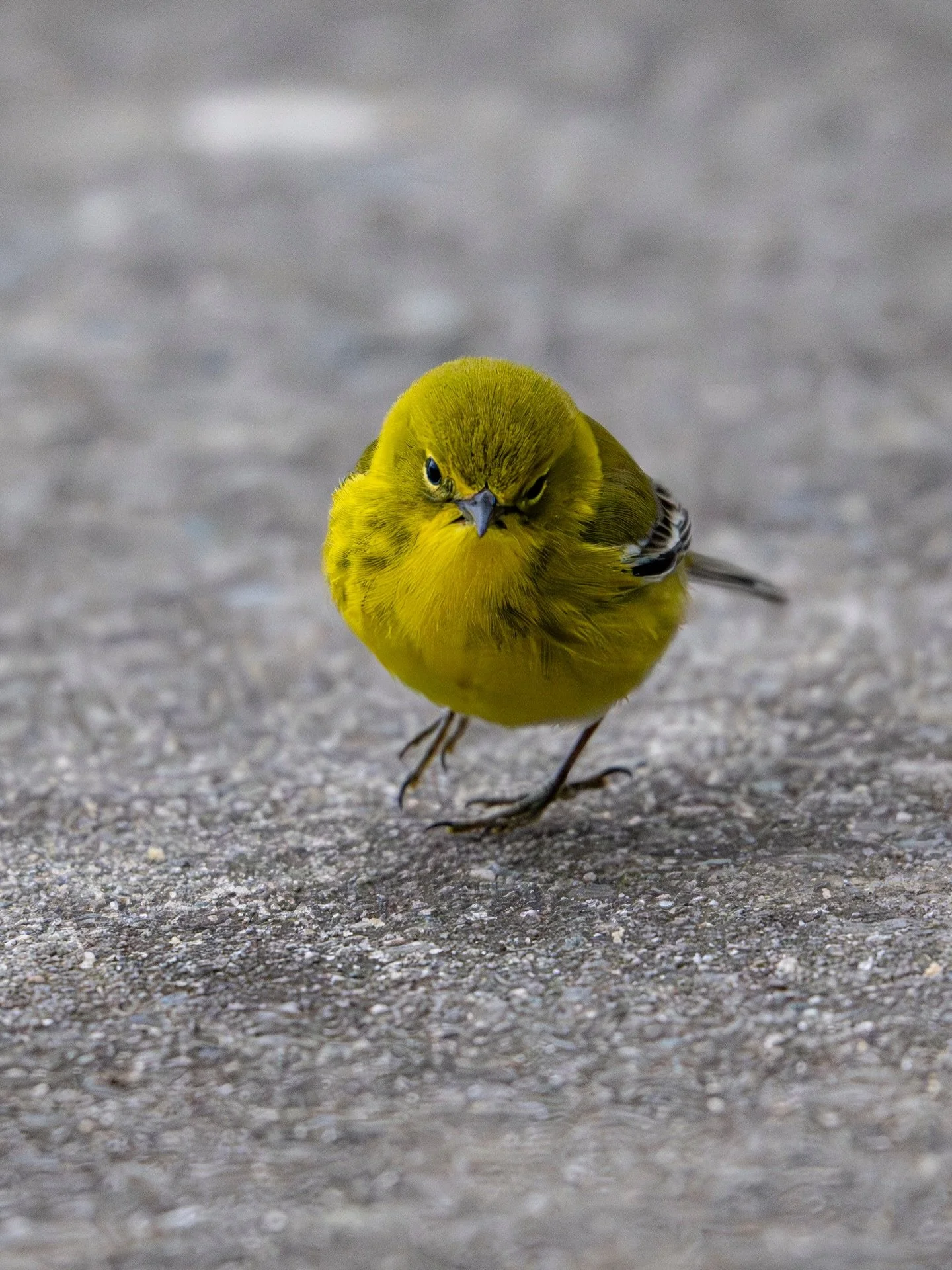 A little cute for the day - a Pine Warbler who was fluttering around the picnic tables while we waited for some eagles to show up and Conor took a break for the playground.