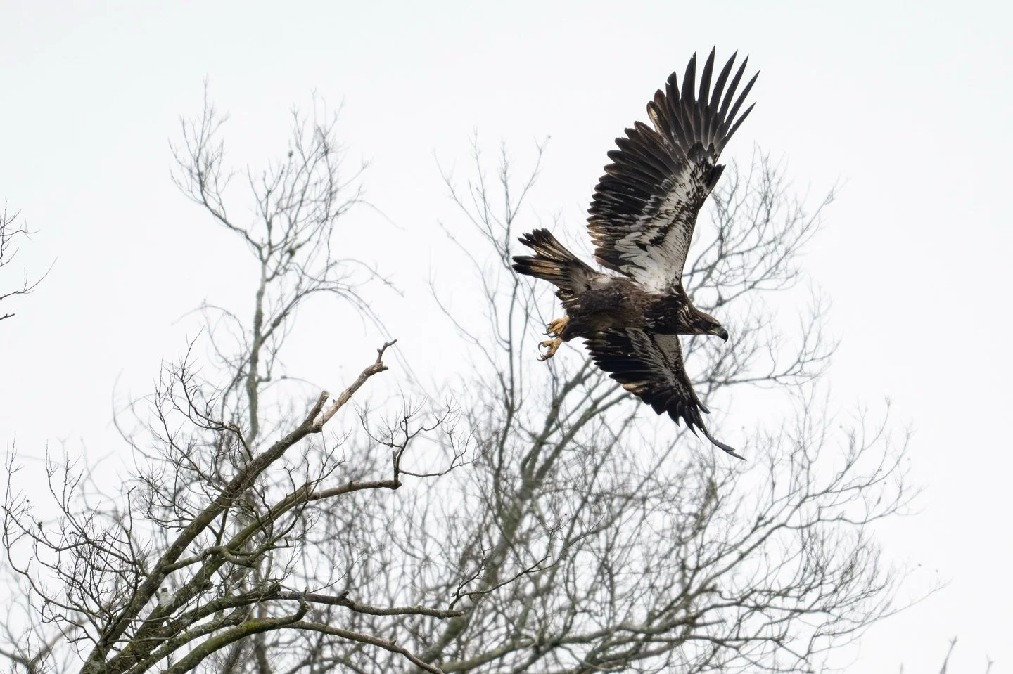 And here&rsquo;s the only real eagle shot I got. It&rsquo;ll suffice for my monthly goal, but I&rsquo;ll need to return to get an epic eagle action shot soon!