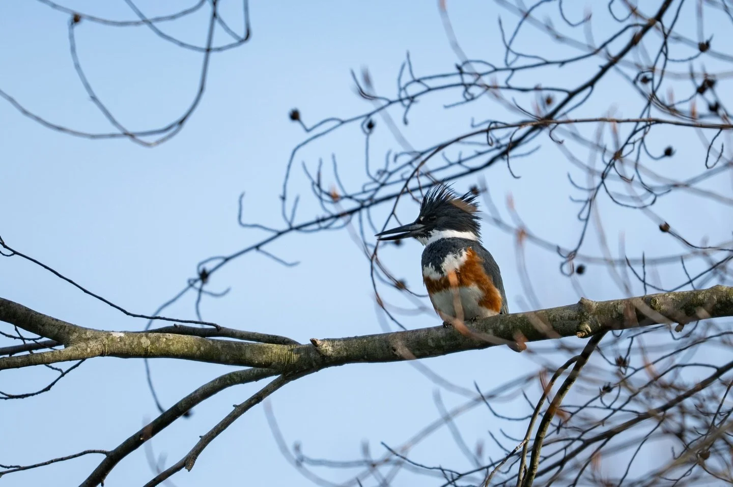 I&rsquo;m still pretty new to birding, but I&rsquo;m already quite taken by the belted kingfisher. What&rsquo;s not to love? It has an awesome Mohawk, it sounds super cool, it&rsquo;s crazy fast and slams into the water at full speed to get food. The