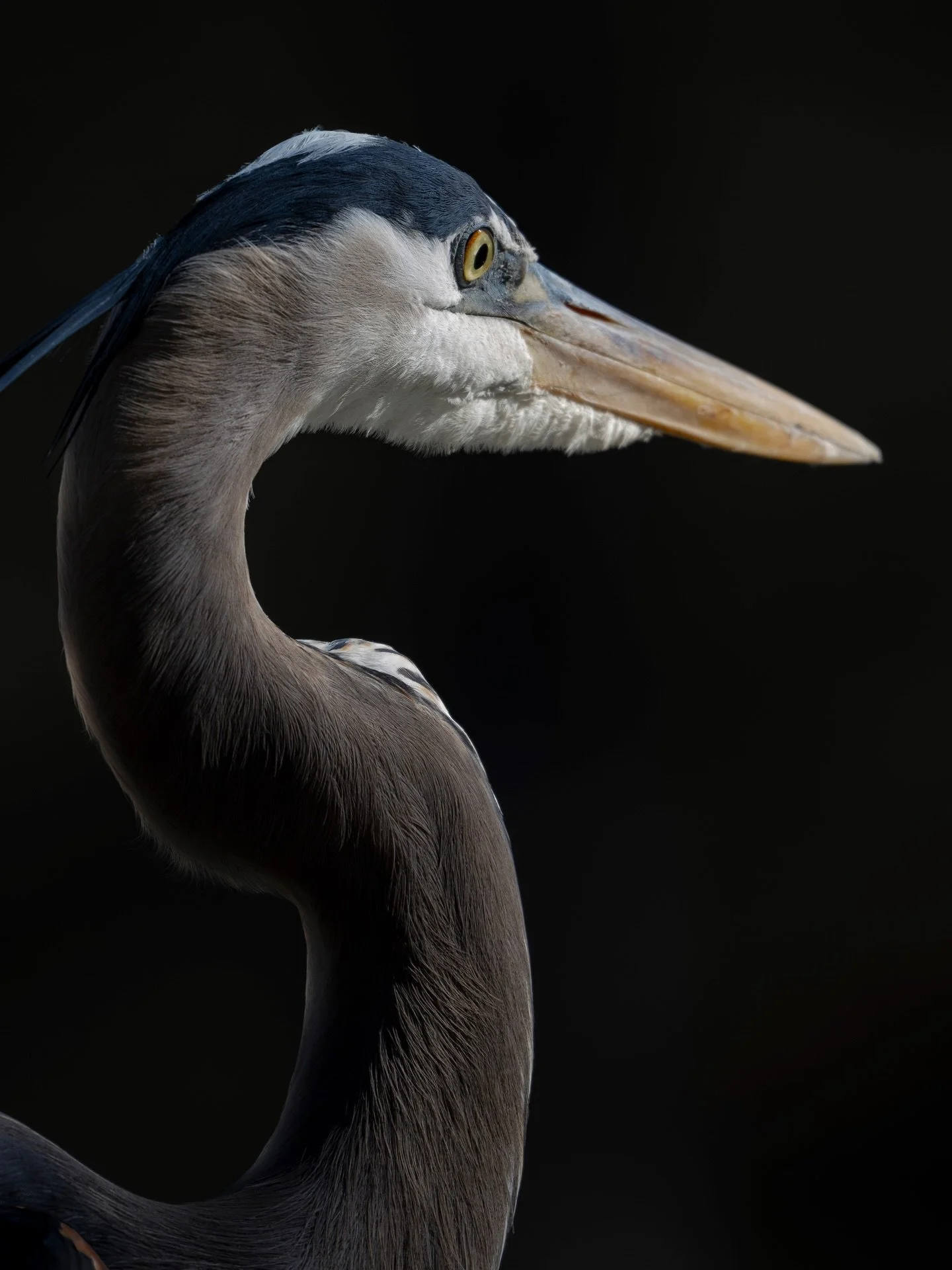 Blue herons are so dramatic.