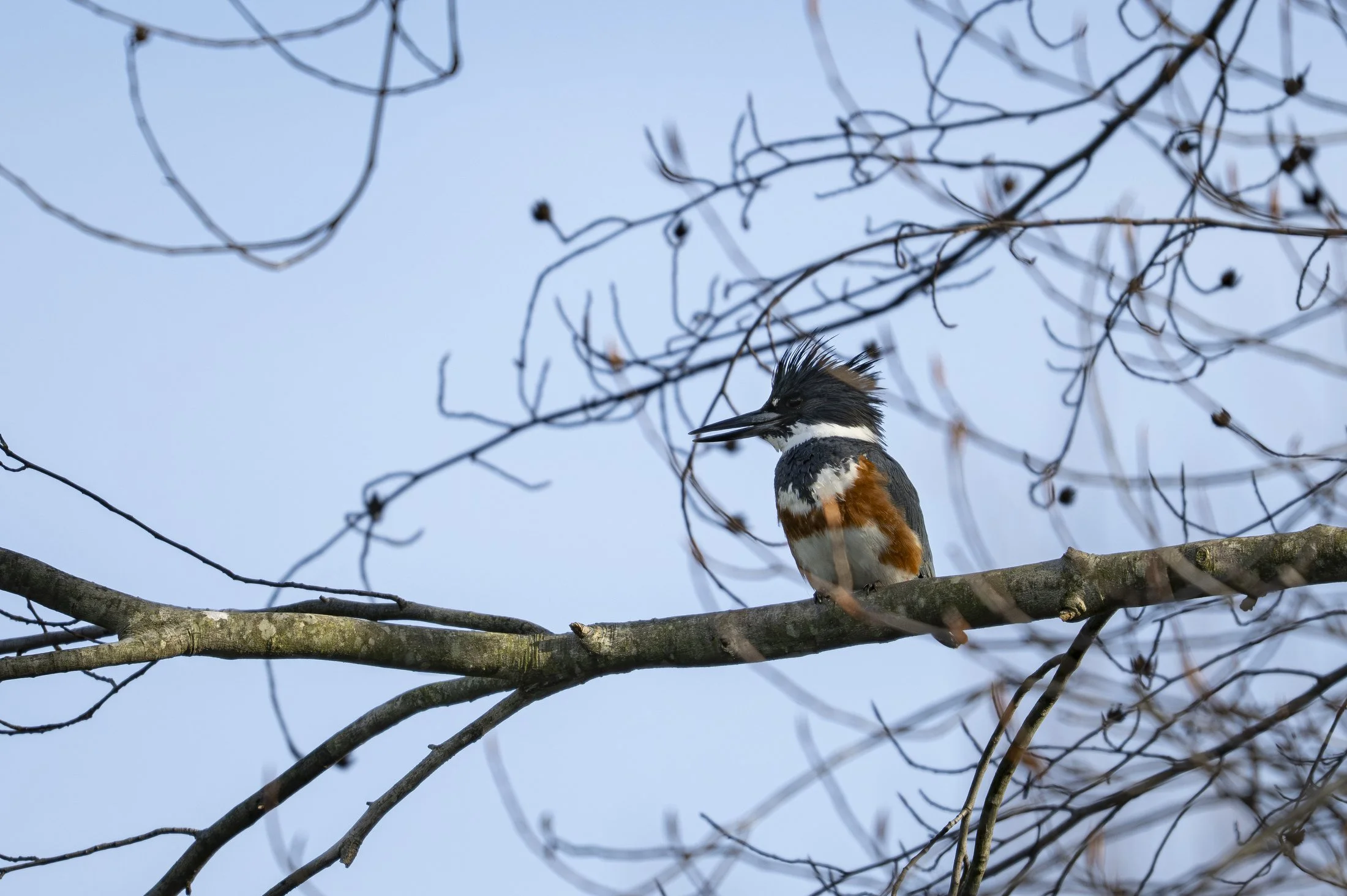 March ‘26 Birda Challenge