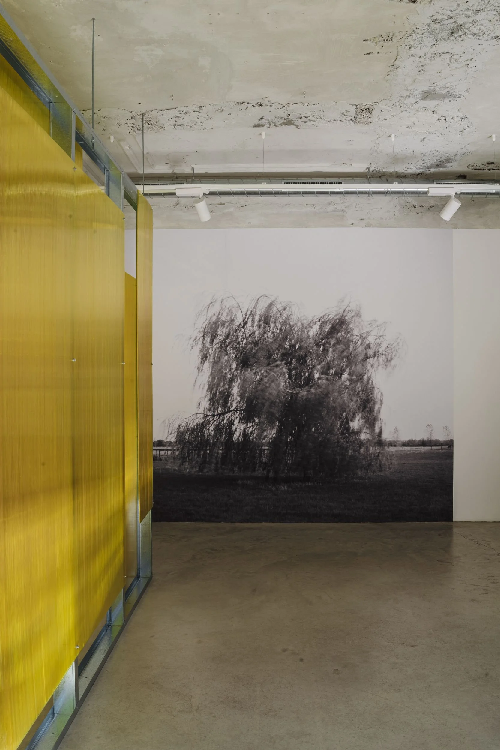 Tom Lovelace, Weeping Willow, 2022-2026, Black and white analogue photograph, dimensions variable. Photo: Dasha Trofimova.