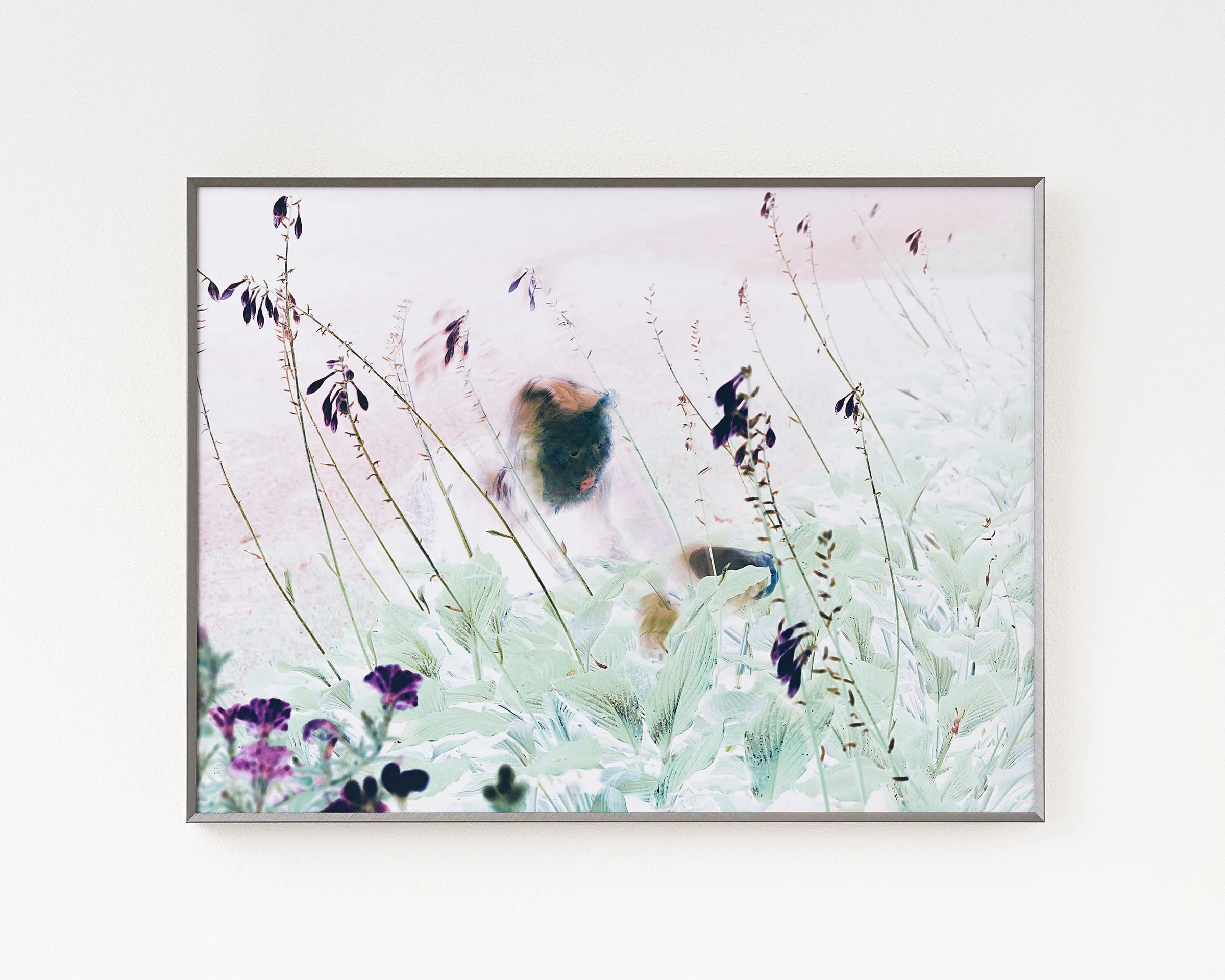 Agate Tūna, From series: Familiar, 2026, Digital archival pigment print on archival paper mounted on neobond, aluminium frame, Print edition 1/5 + 2AP, 42 x 56 cm. Photo: Inguss Bajārs