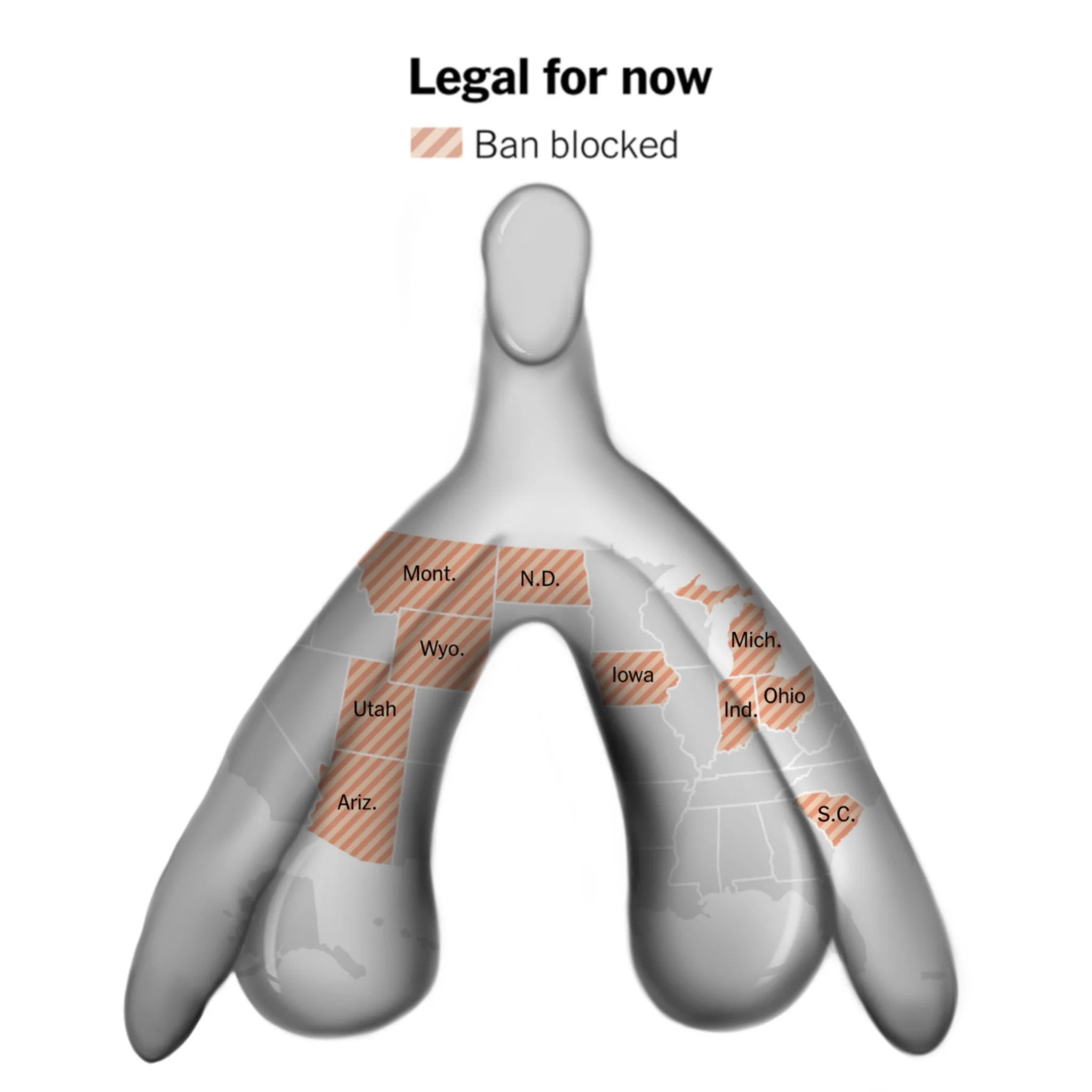 Digital drawing of a clitorus with an overlay of abortion access states map