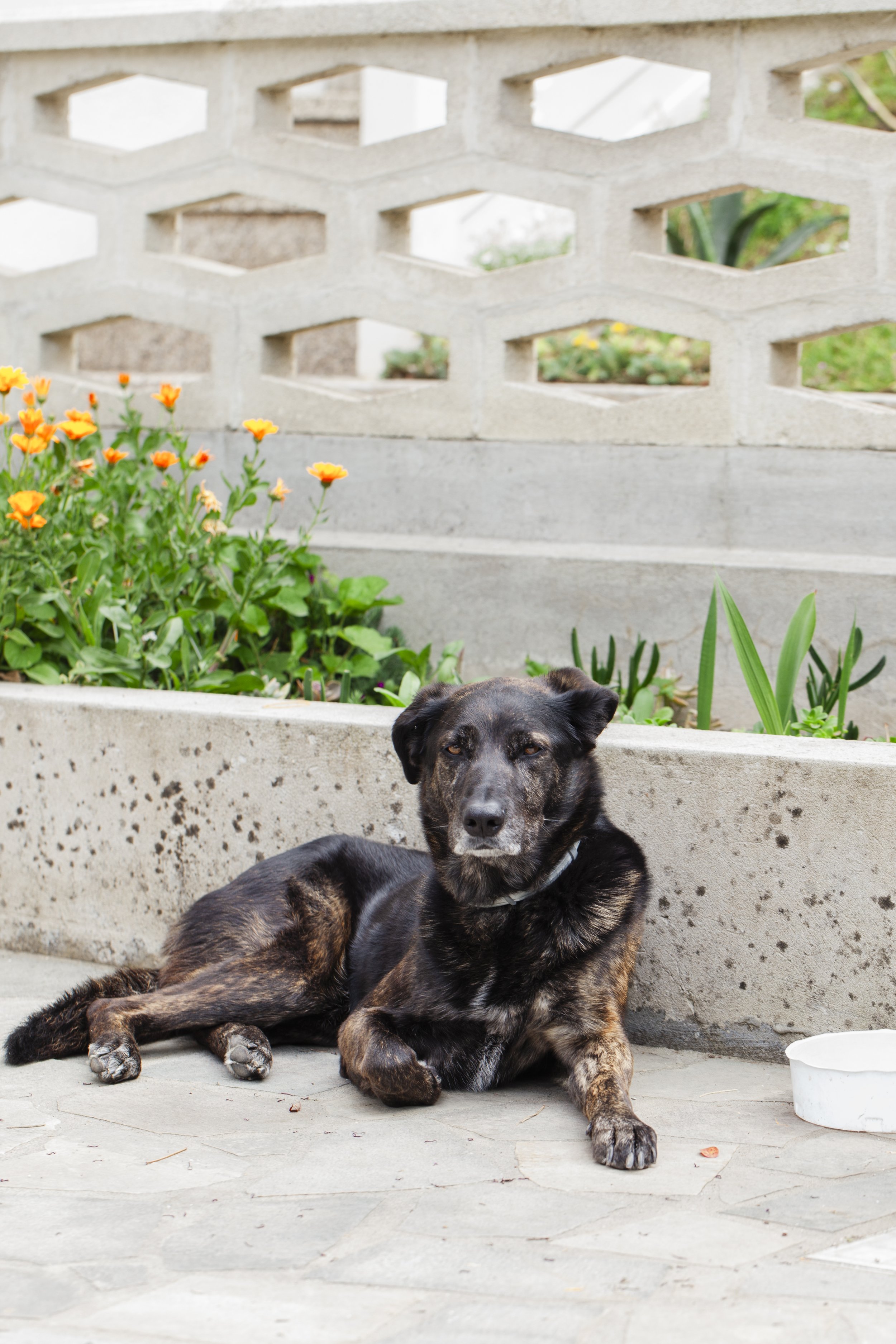 A black and brown dog lying on a concrete porch near a garden with yellow flowers and green plants, with a concrete block wall in the background.