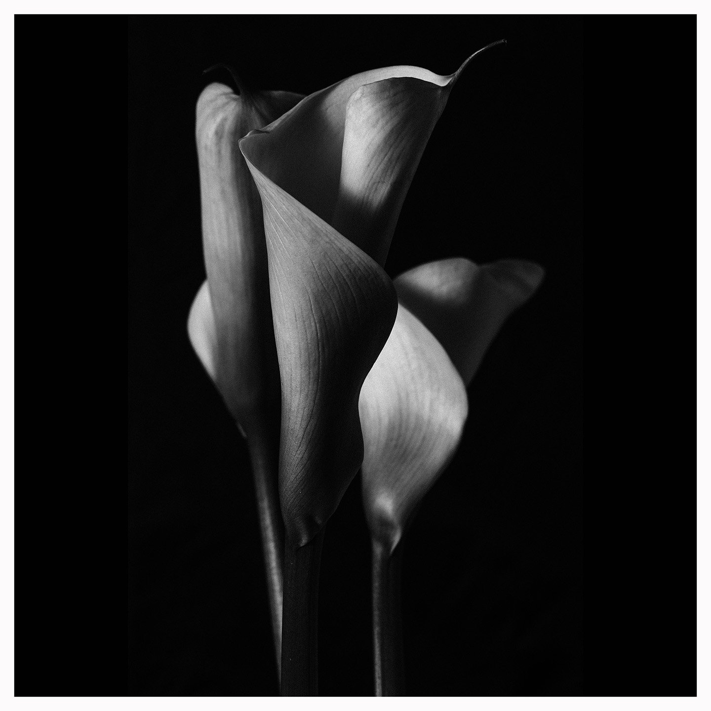 Iris1.jpg