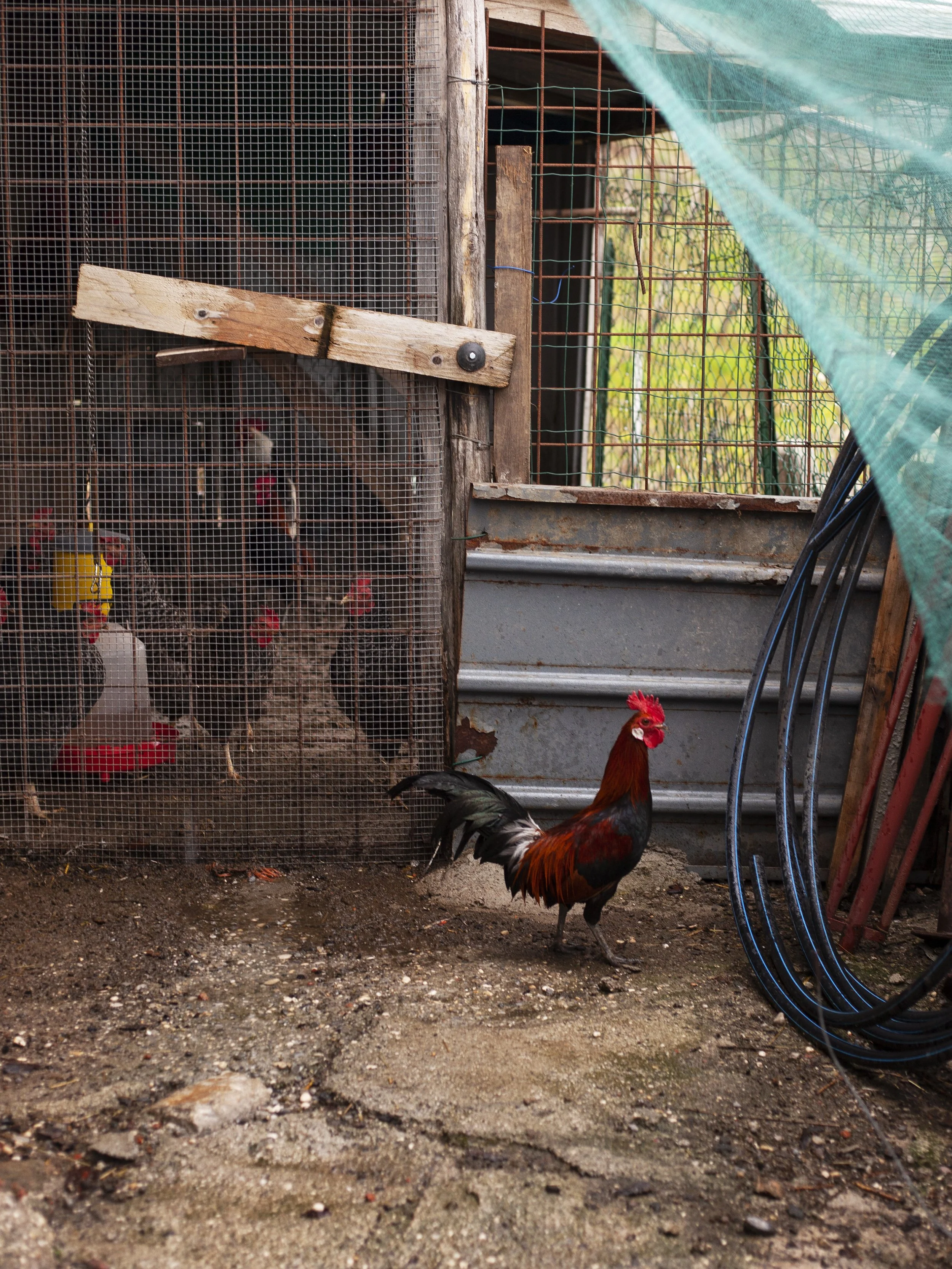 A chicken standing outside a wire enclosure containing black and white chickens and a yellow feeding container, with a green netting overhead and some garden hoses to the side.