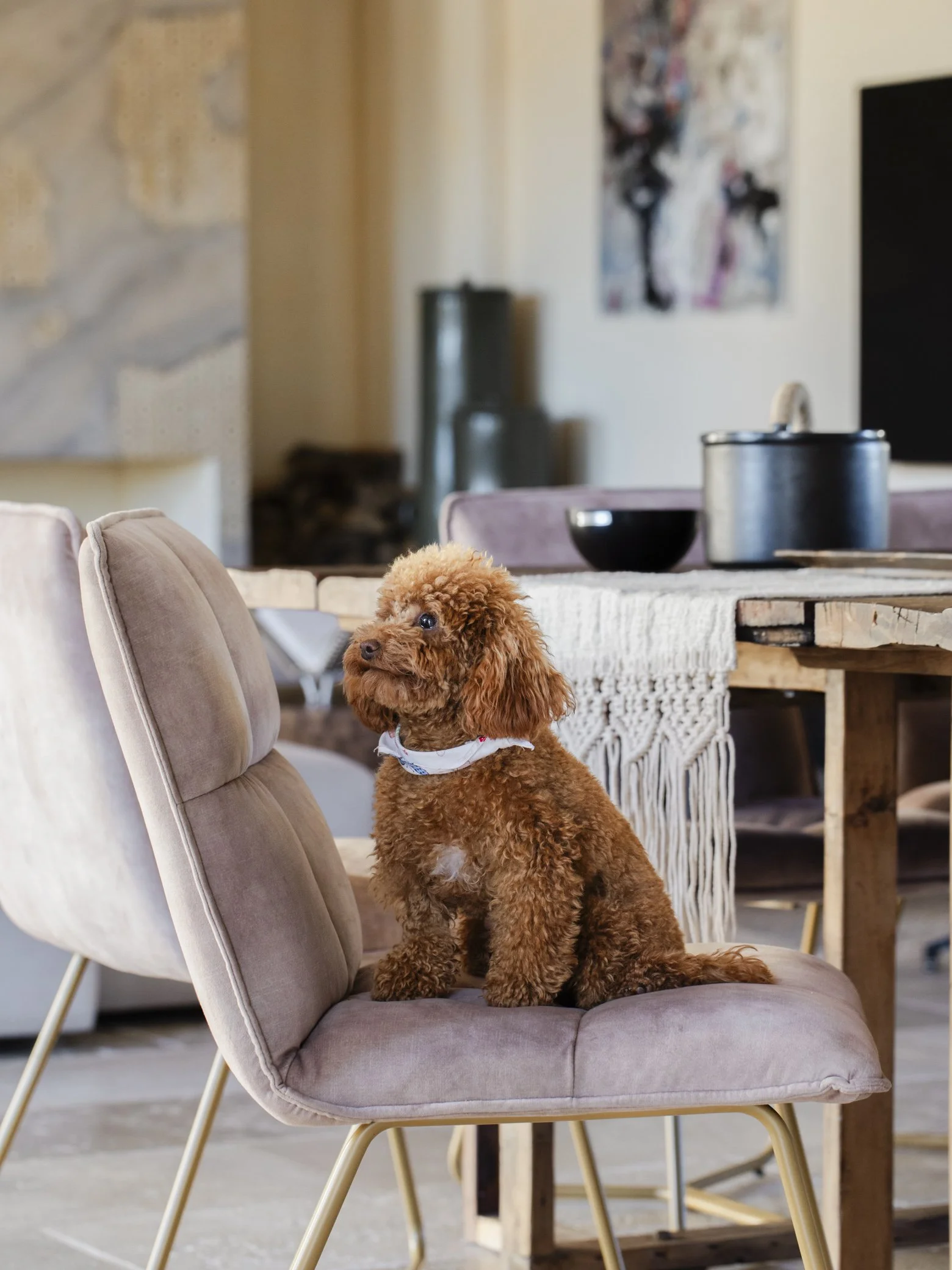A brown doodle puppy sitting on a beige upholstered chair in a modern living or dining area with a wooden table, artwork on the wall, and decorative vases in the background.