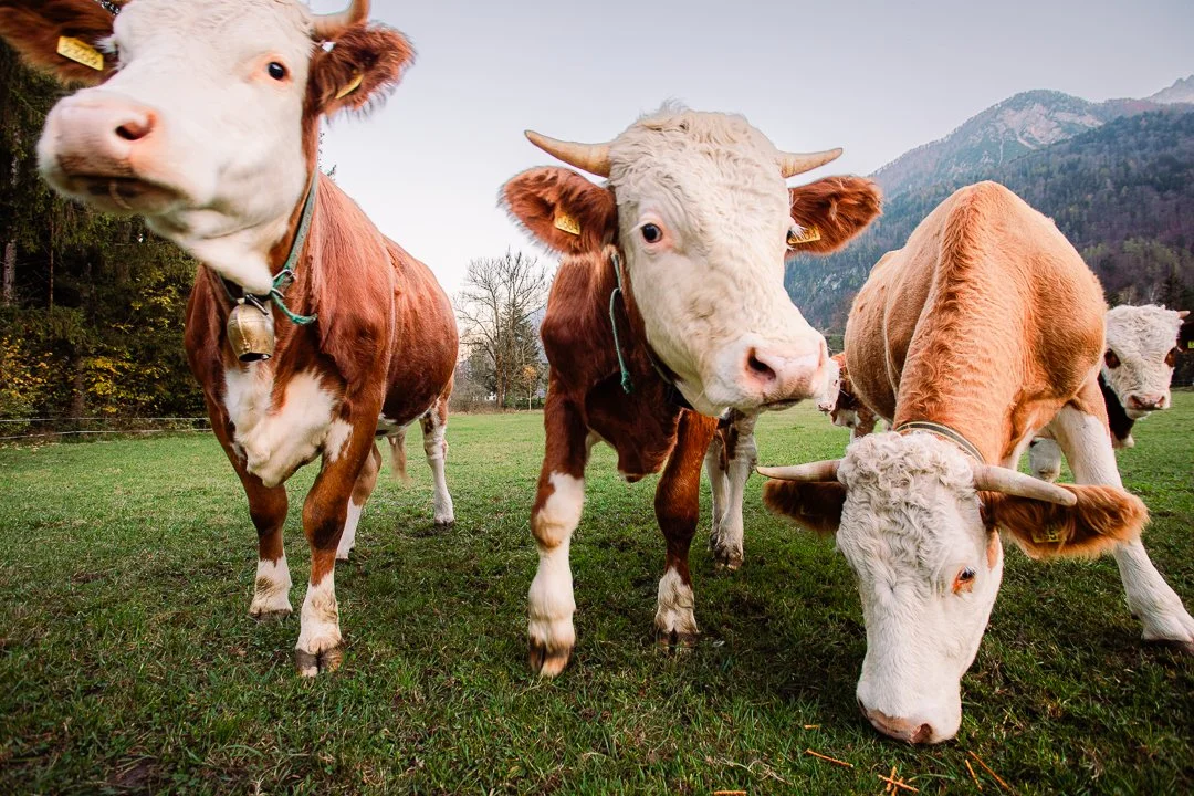 Group of cows grazing on a grassy field with mountains in the background.