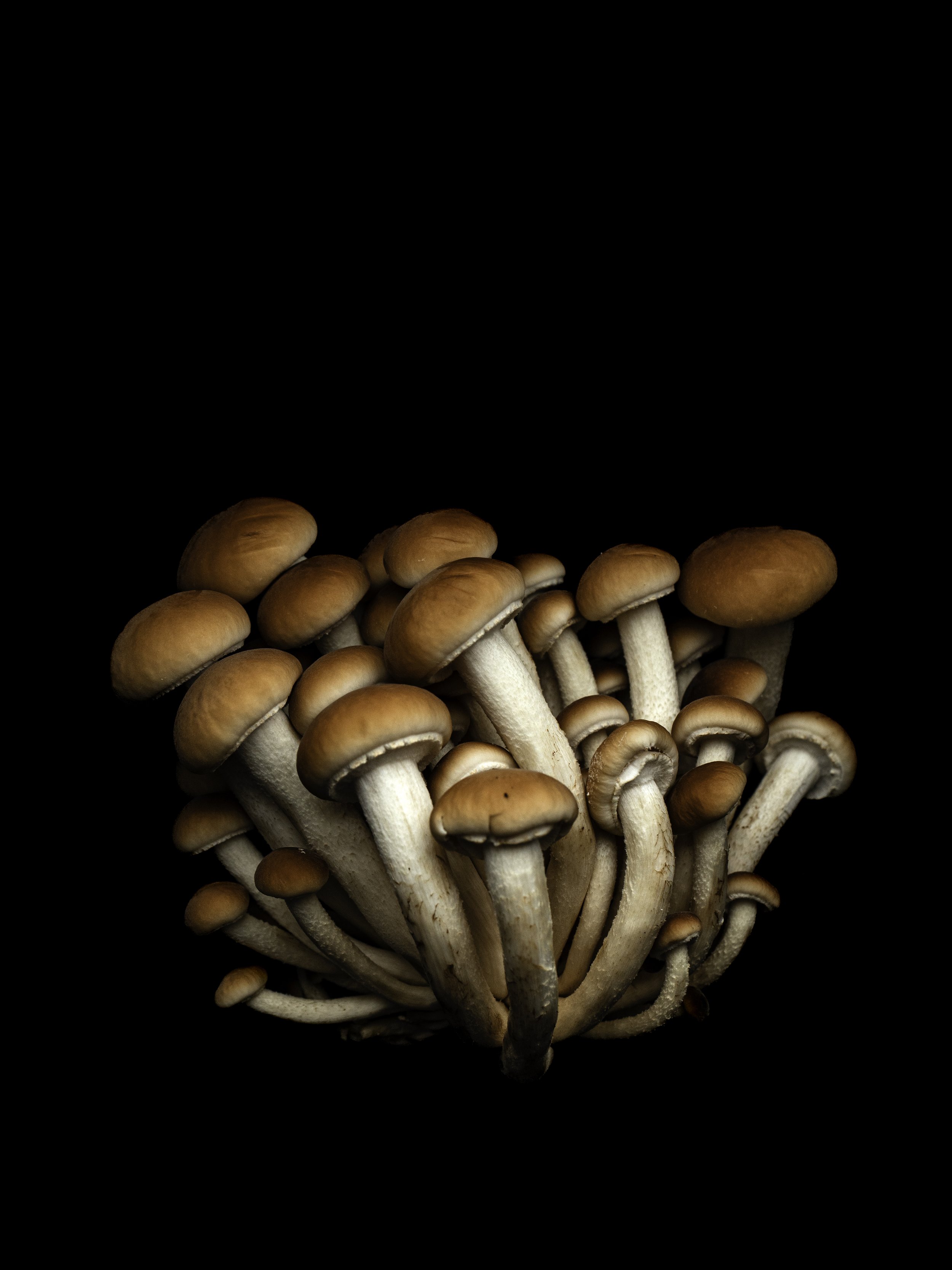 mushroombunch.jpg