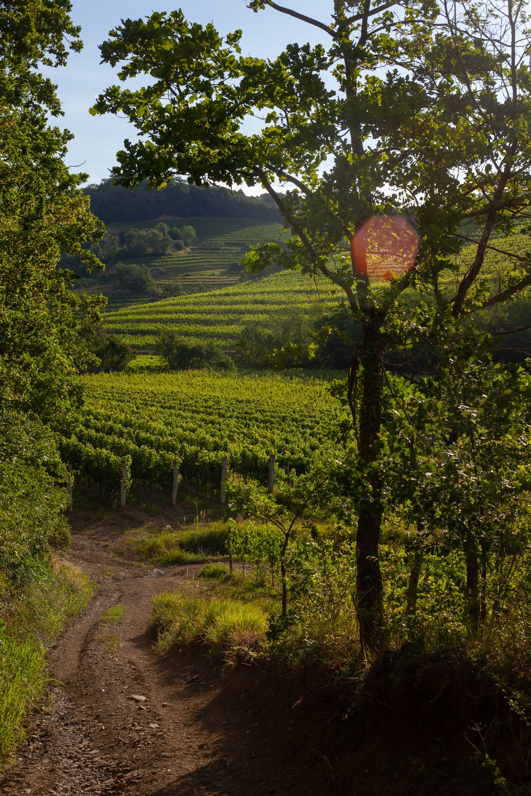 wine_004.jpg