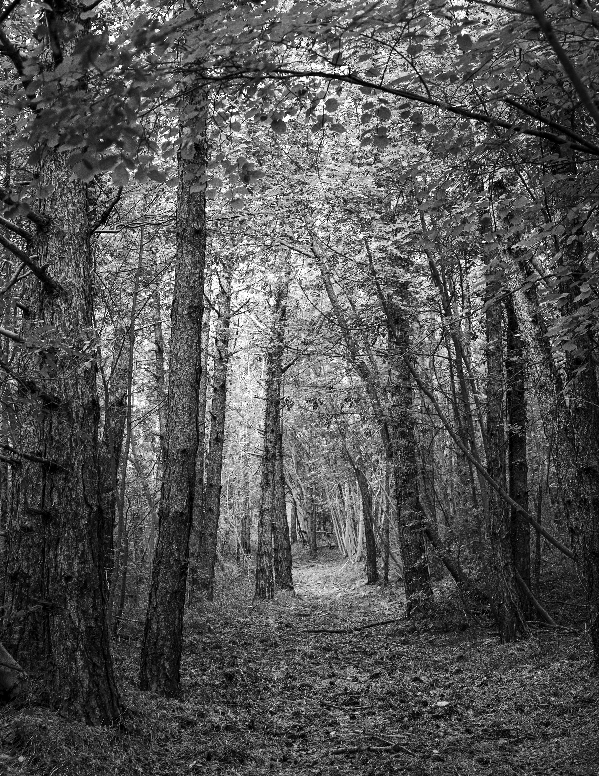 ForestBW.jpg