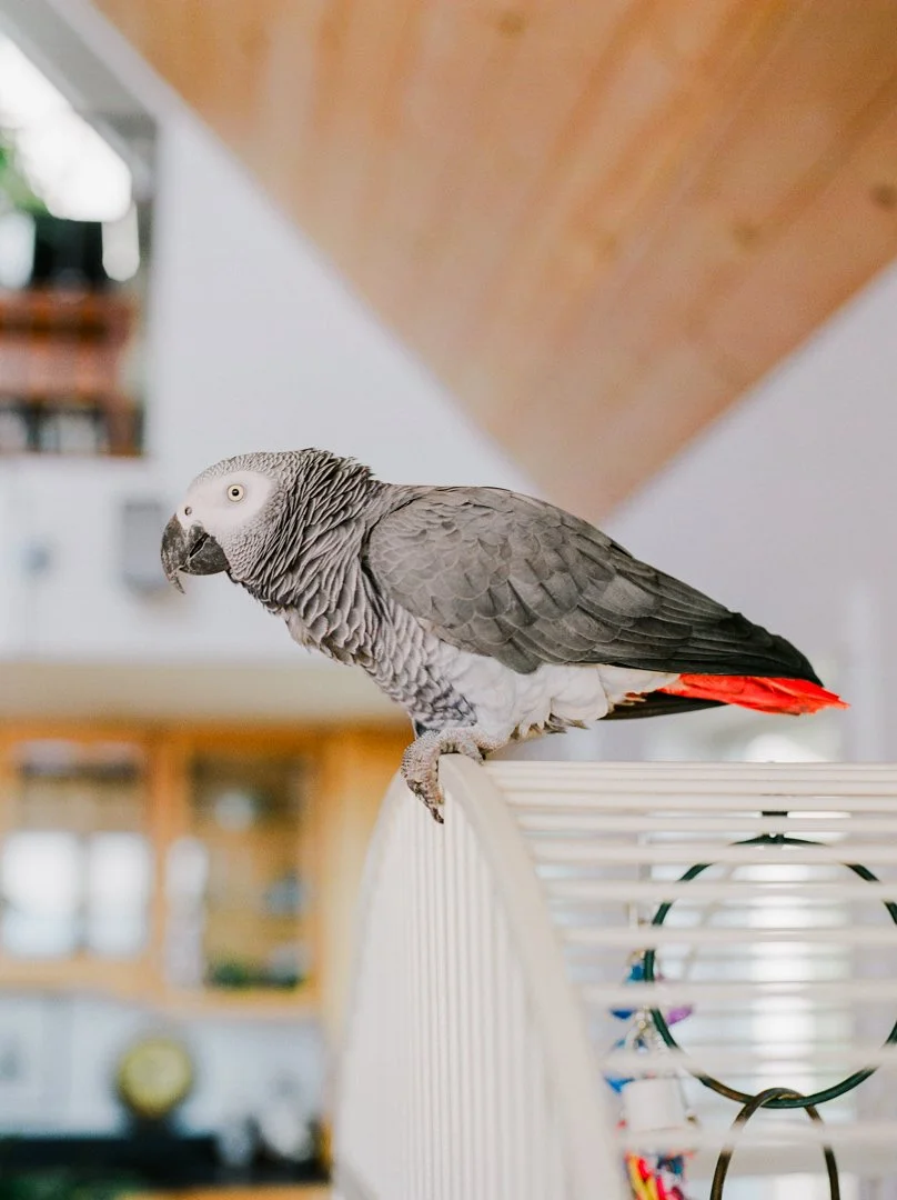 An African grey parrot with gray feathers and a red tail perched on a white cage in a room.