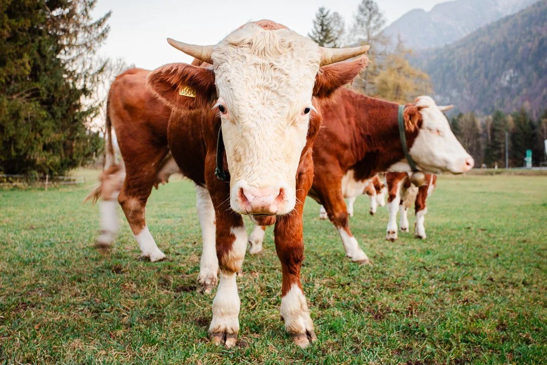 Cows-4.jpg
