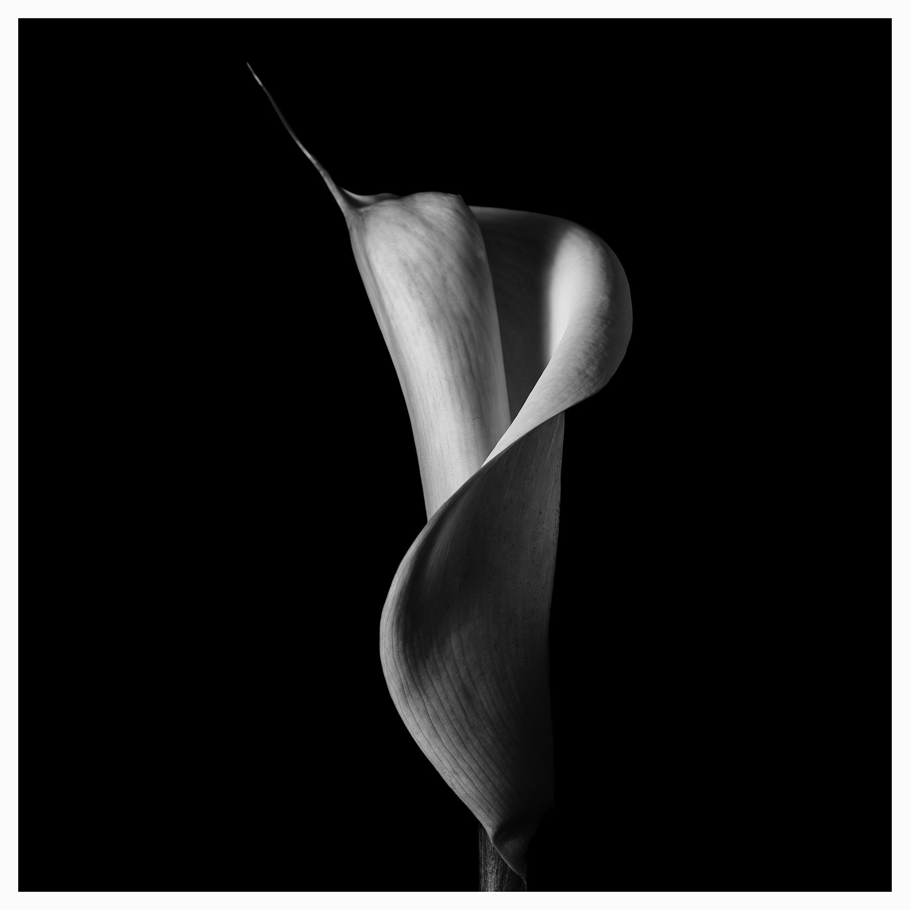 iris3.jpg