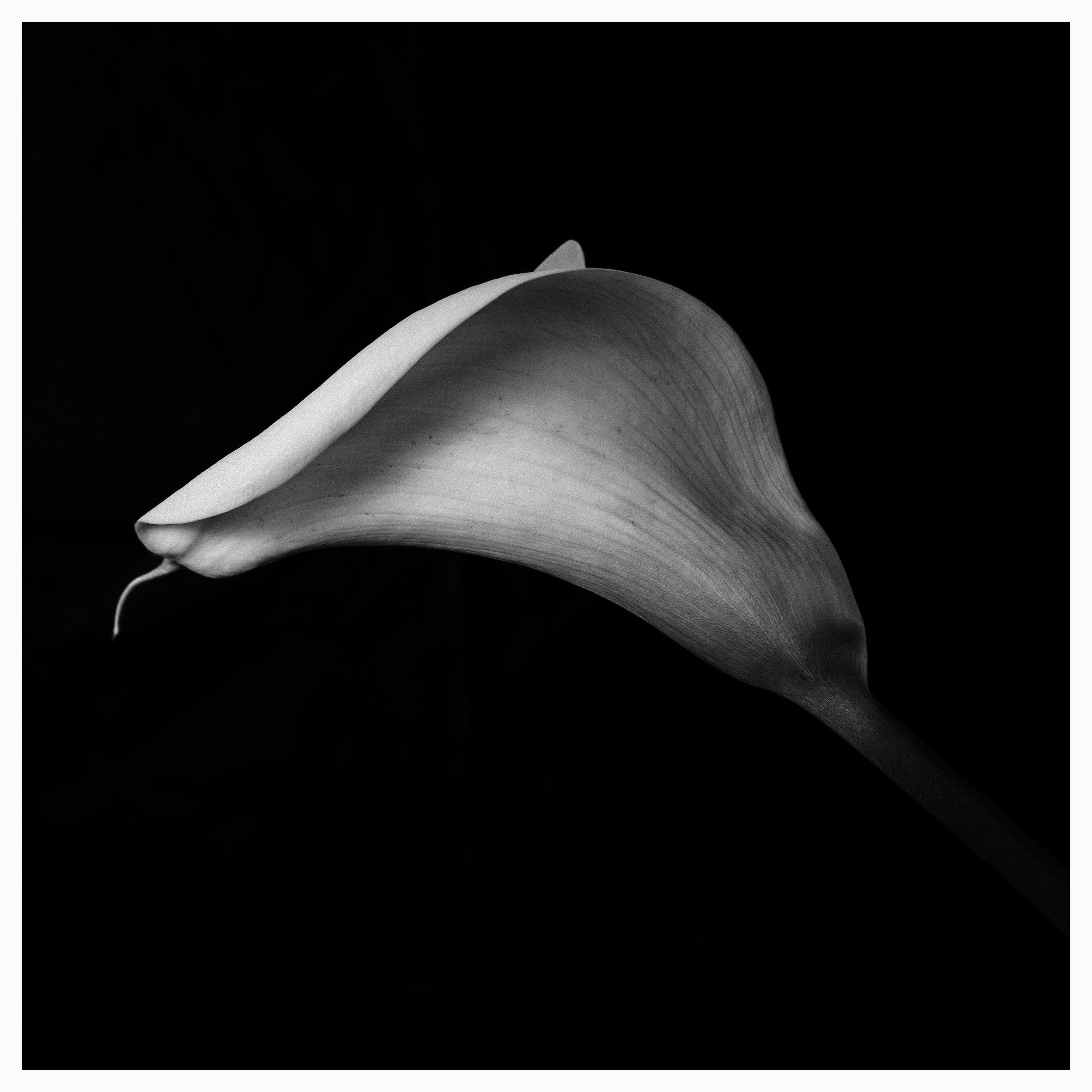 Iris2.jpg