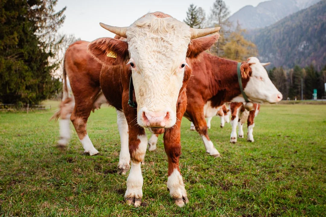 A group of brown and white cows standing on a grassy field with trees and mountains in the background.