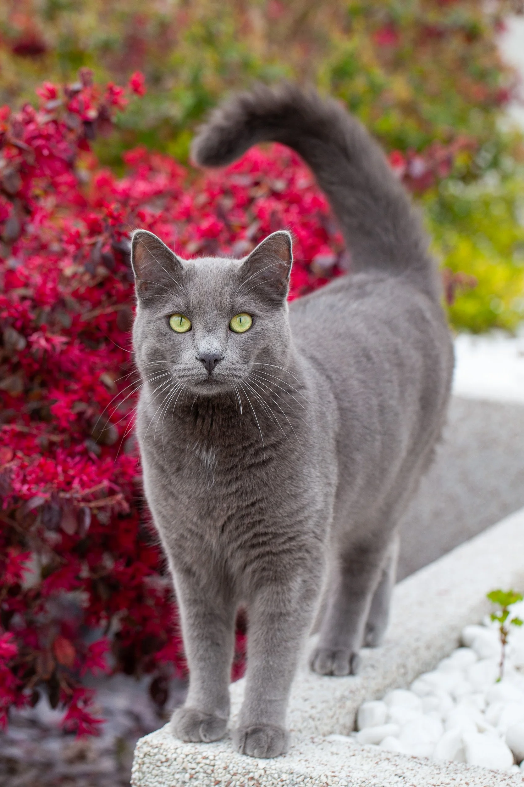 A gray cat with green eyes standing on a concrete surface in front of a vibrant red bush with some green foliage in the background.