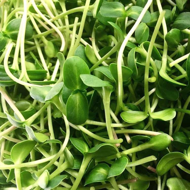 Sunflower shoots - microgreens