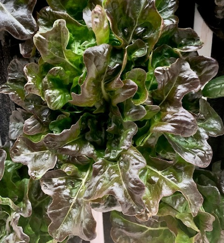 Red Oakleaf