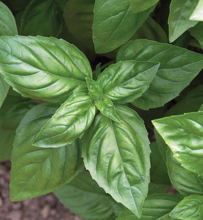Green Basil