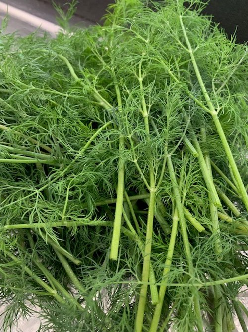 Dill1.jpg