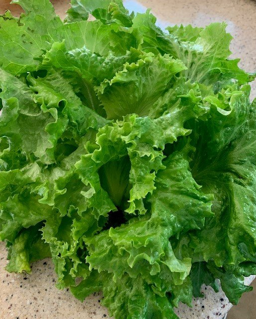 Green Leaf.jpg
