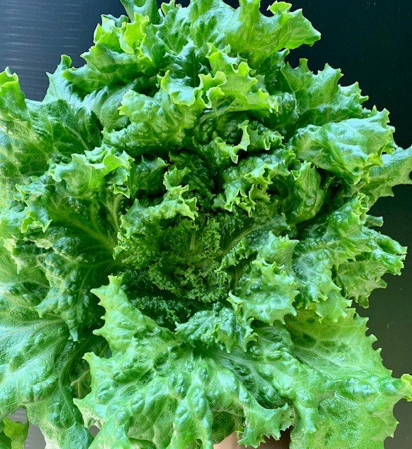 Green Leaf