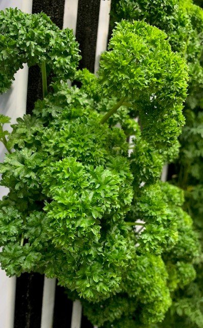 Parsley.jpg