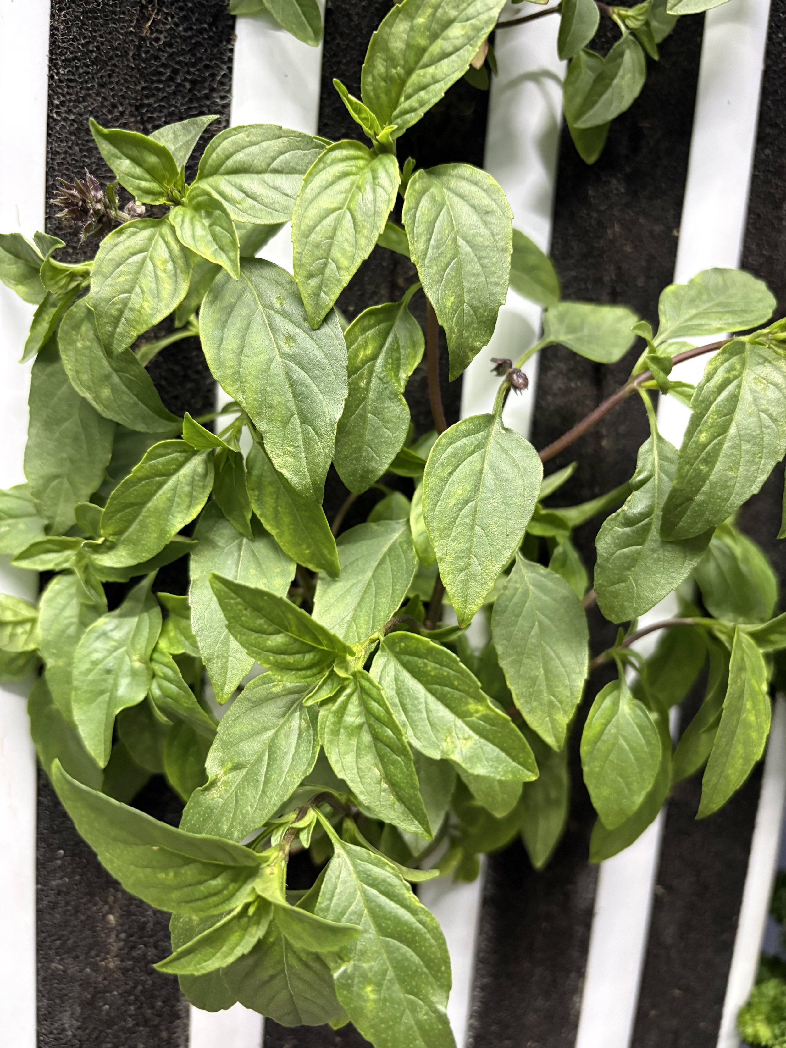 Thai basil
