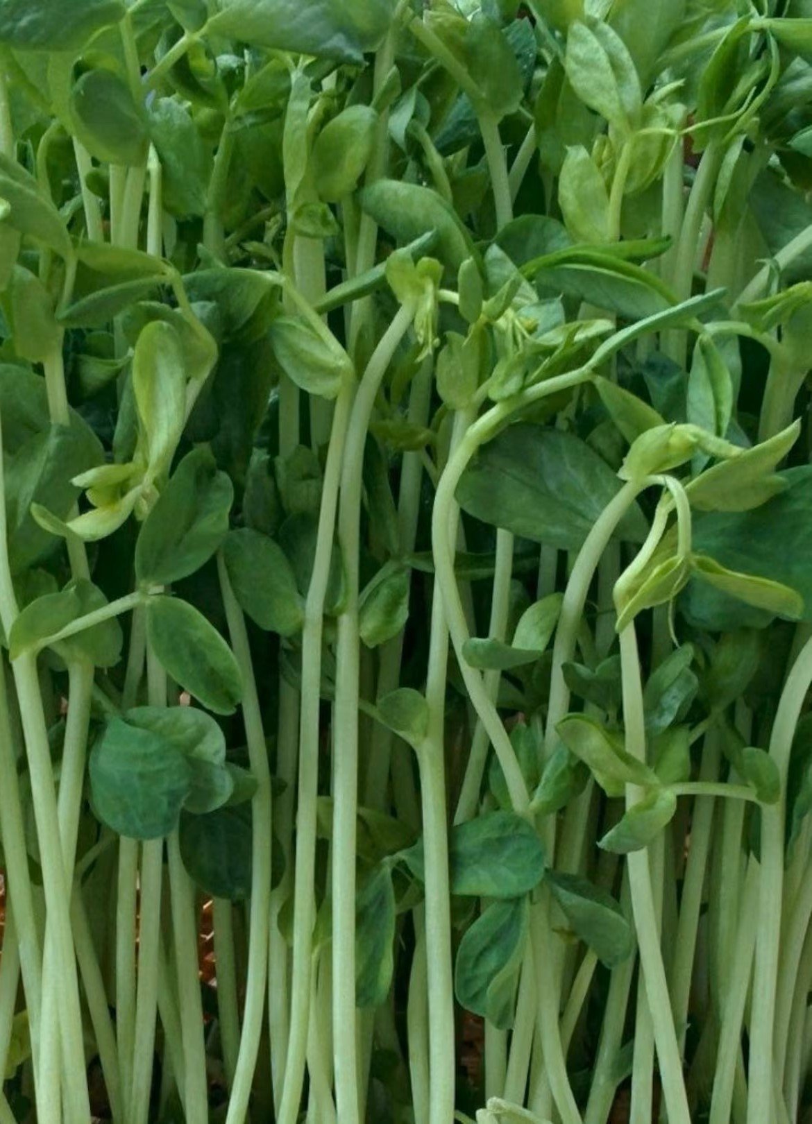 Pea Shoots - microgreens