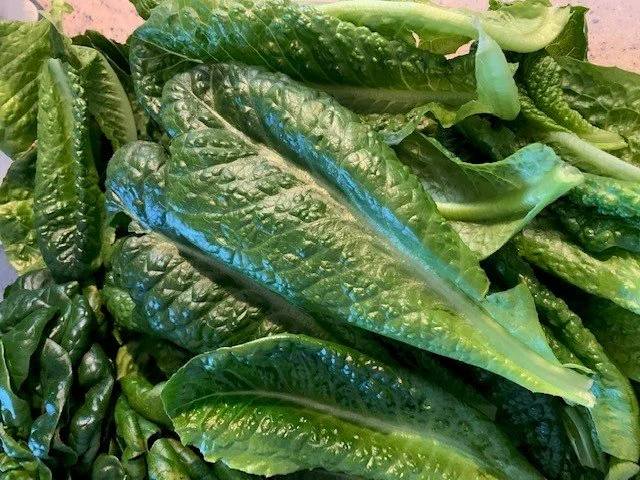 Romaine leaf.jpg
