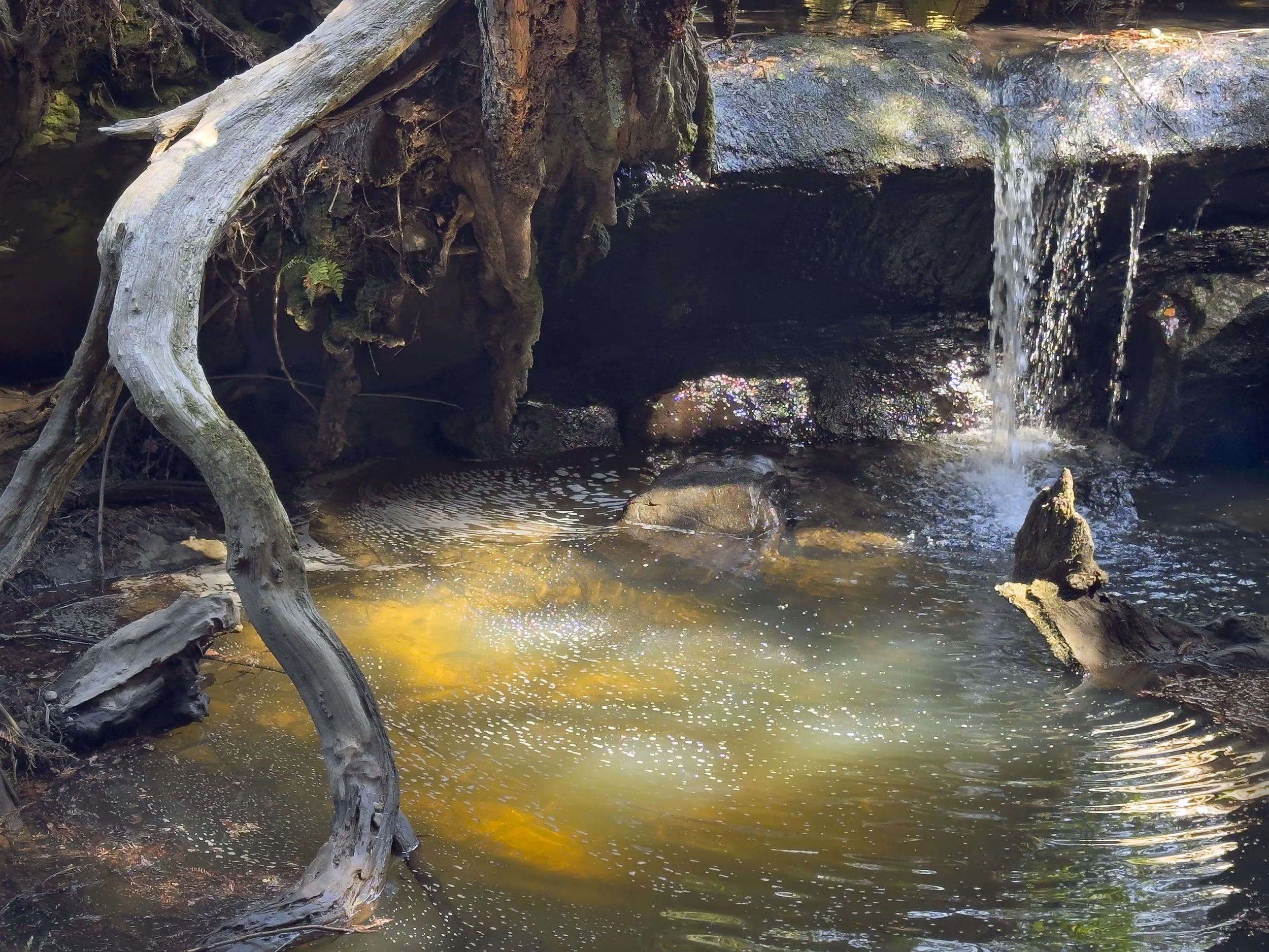 Salal Creek 18 May  2026