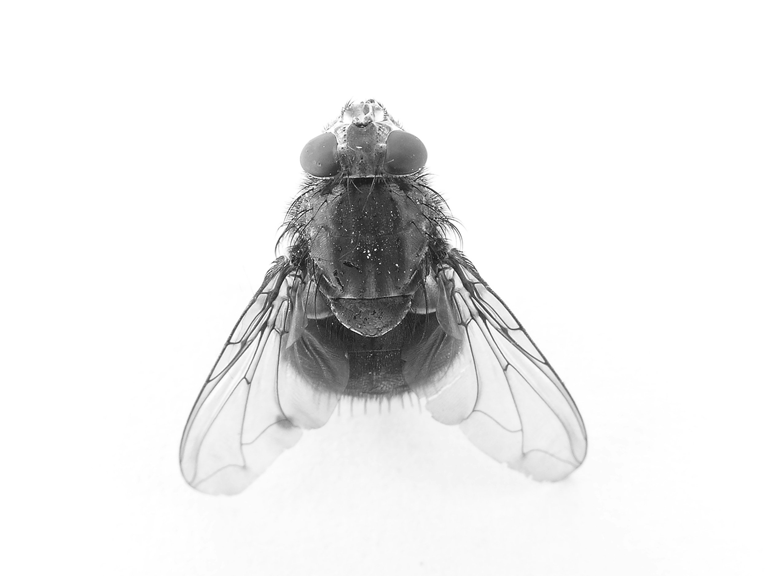 I envy the fly