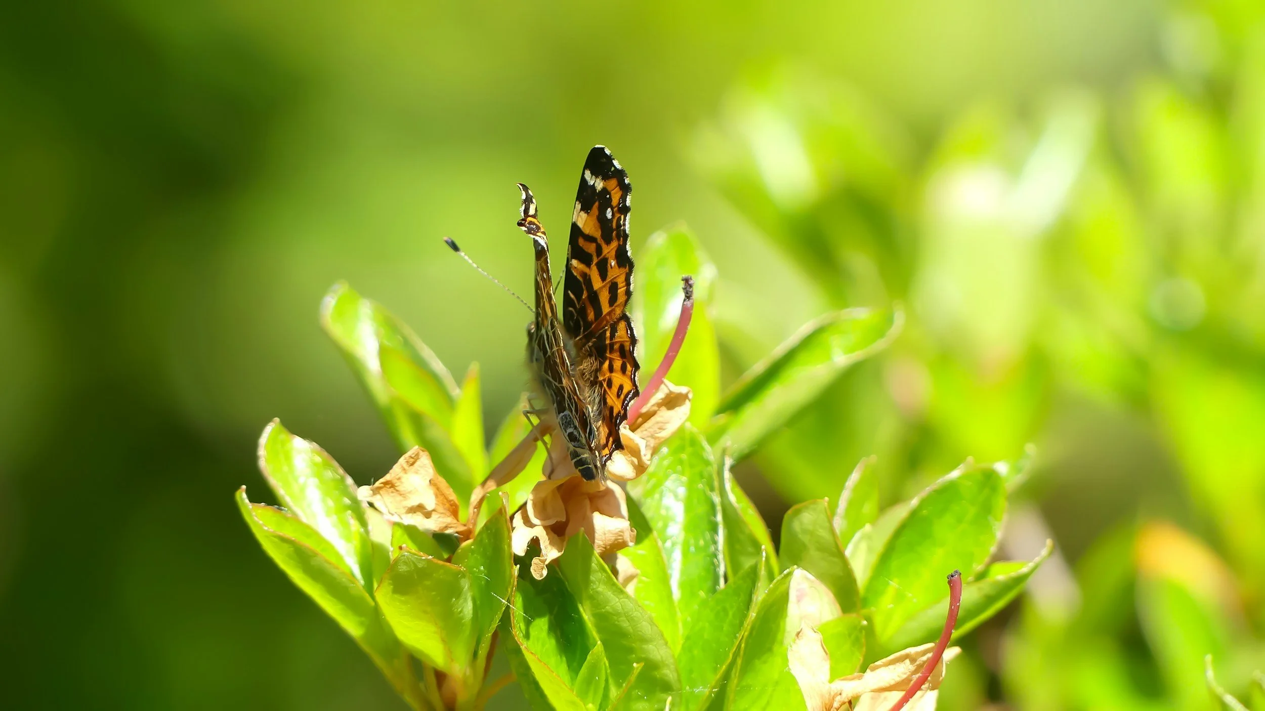 Honouring Nature