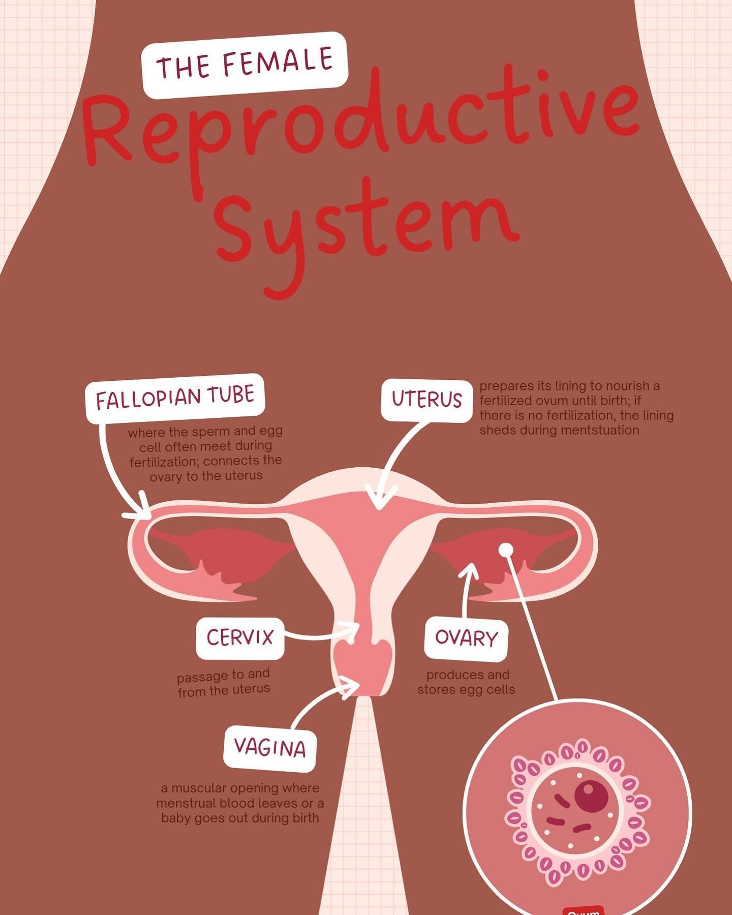 Empowerment starts from within. Understanding the incredible complexity and beauty of the female reproductive system. 🌸✨When&rsquo;s the last time you got screened for fibroids? #KnowYourBody #FemaleHealth