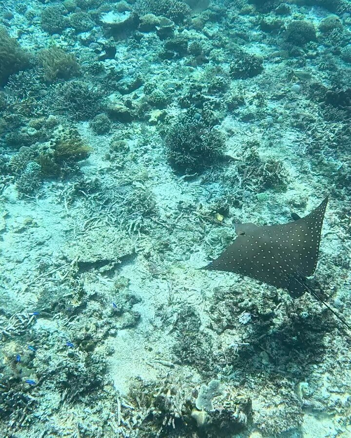 This was the single most thrilling day of my life! 

The mama mantas were pregnant so they were super active and protective of each other as well as the babies that had just been born! Seriously special time to see them 

~eagle ray
~clown fish
~15 f